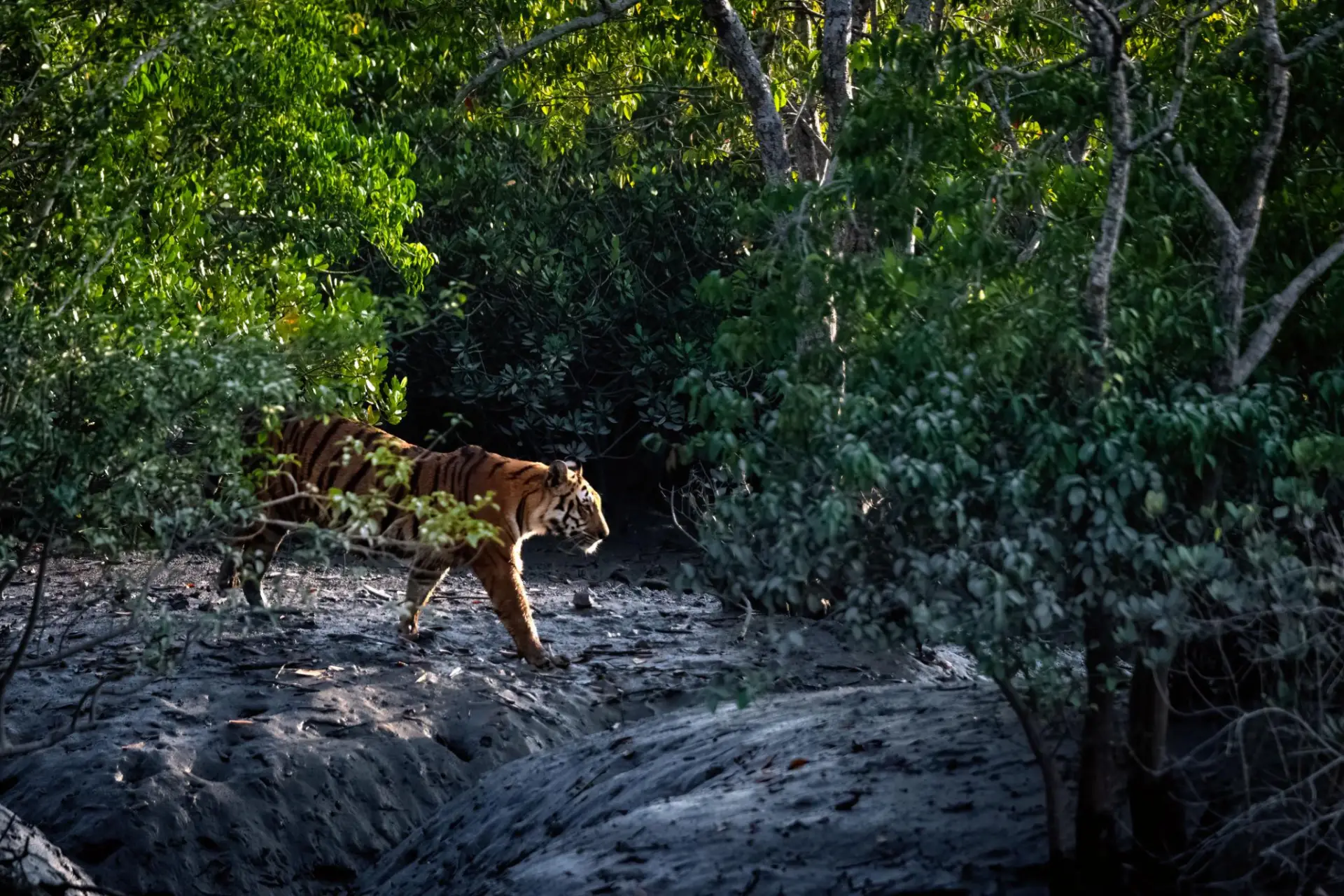 Explore The UNESCO World Heritage Site SUNDARBAN